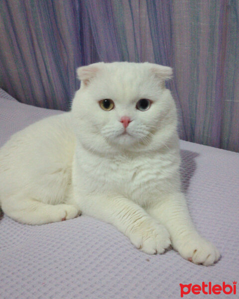 Scottish Fold, Kedi  Thor fotoğrafı