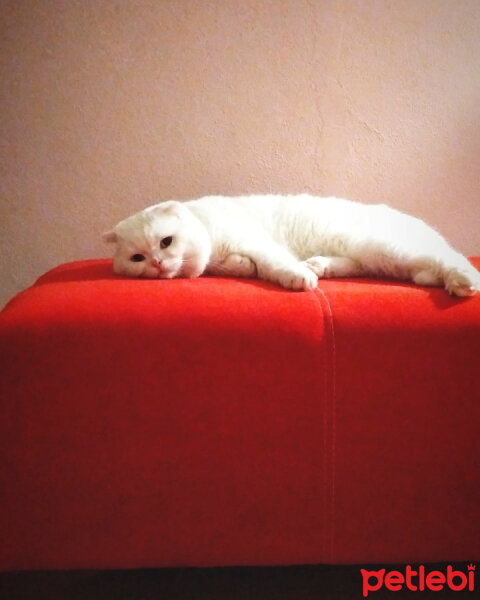 Scottish Fold, Kedi  Thor fotoğrafı