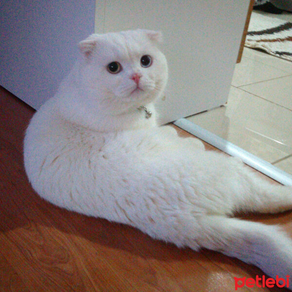 Scottish Fold, Kedi  Thor fotoğrafı