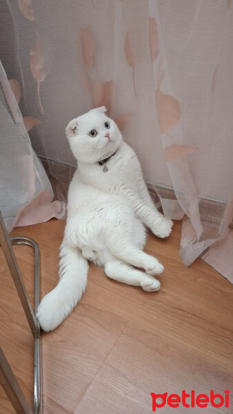 Scottish Fold, Kedi  Thor fotoğrafı