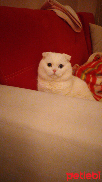 Scottish Fold, Kedi  Thor fotoğrafı