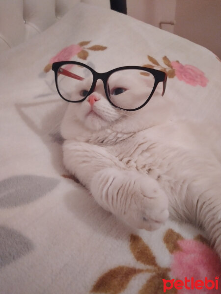 Scottish Fold, Kedi  Thor fotoğrafı