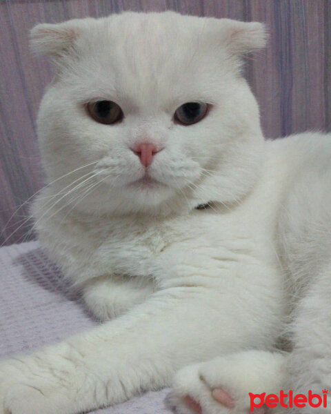 Scottish Fold, Kedi  Thor fotoğrafı