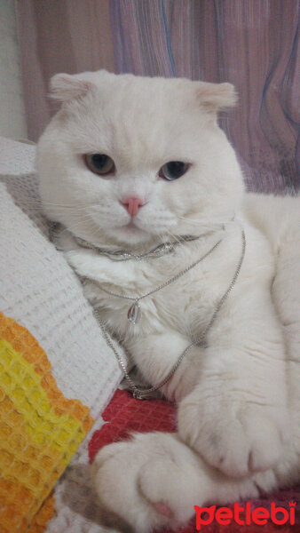 Scottish Fold, Kedi  Thor fotoğrafı