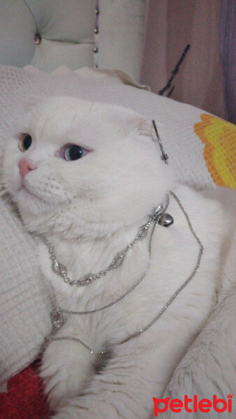 Scottish Fold, Kedi  Thor fotoğrafı