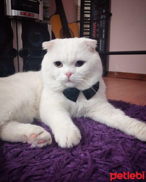 Scottish Fold, Kedi  Thor fotoğrafı