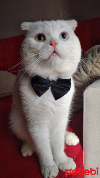 Scottish Fold, Kedi  Thor fotoğrafı