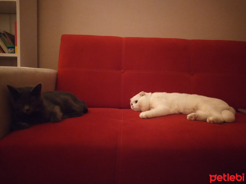 Scottish Fold, Kedi  Thor fotoğrafı