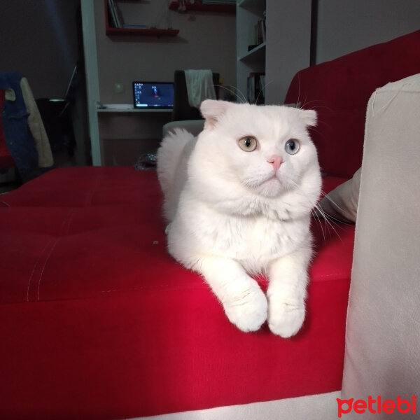 Scottish Fold, Kedi  Thor fotoğrafı