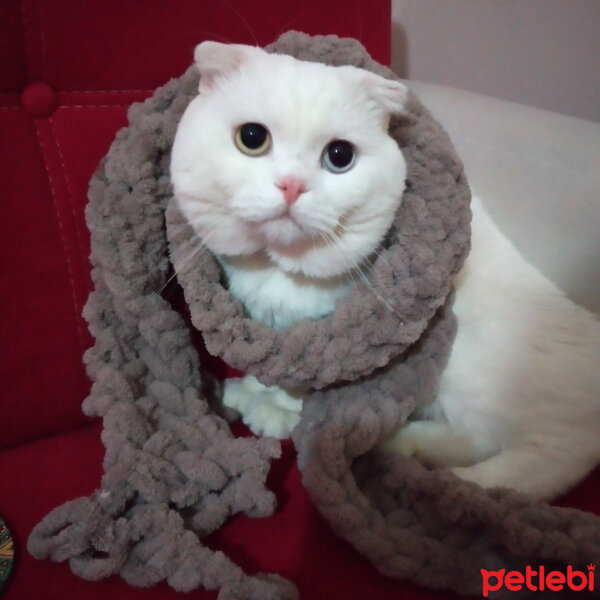 Scottish Fold, Kedi  Thor fotoğrafı