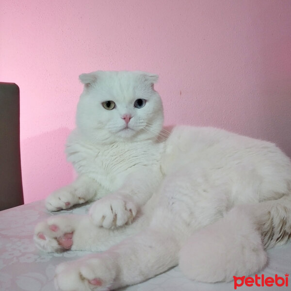 Scottish Fold, Kedi  Thor fotoğrafı