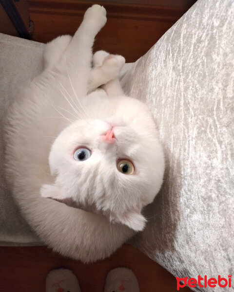 Scottish Fold, Kedi  Thor fotoğrafı