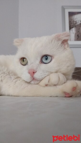 Scottish Fold, Kedi  Thor fotoğrafı