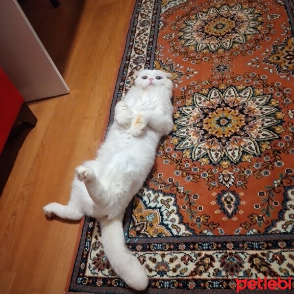 Scottish Fold, Kedi  Thor fotoğrafı