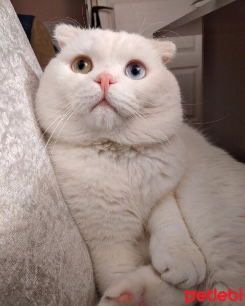 Scottish Fold, Kedi  Thor fotoğrafı