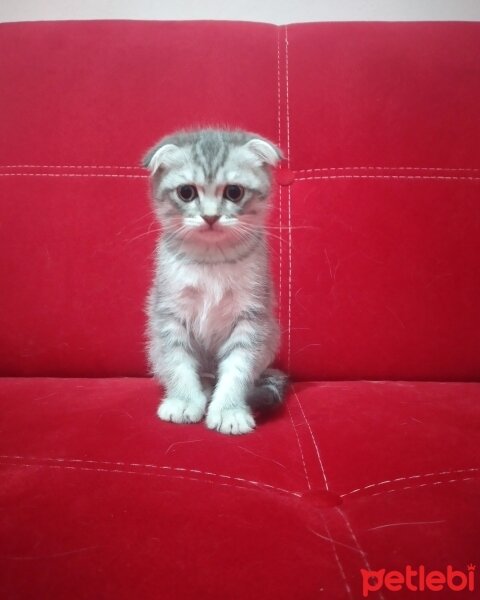 Scottish Fold, Kedi  Thor fotoğrafı