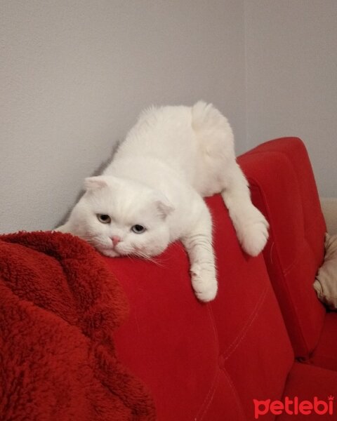 Scottish Fold, Kedi  Thor fotoğrafı