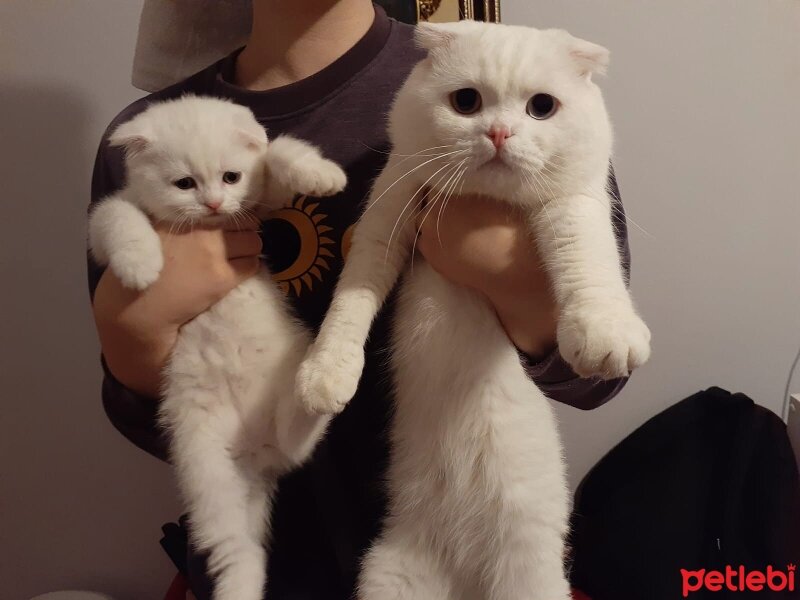 Scottish Fold, Kedi  Thor fotoğrafı