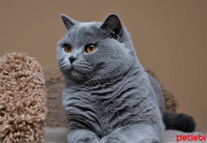 British Shorthair, Kedi  Duman fotoğrafı