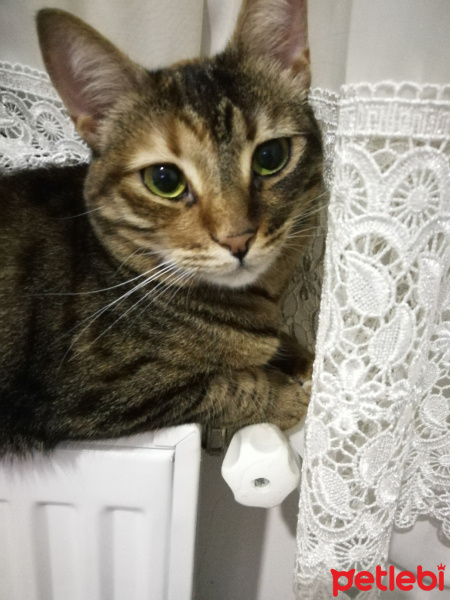 Tekir Kedi, Kedi  Ceviz fotoğrafı