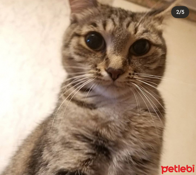 Tekir Kedi, Kedi  Sütlaç fotoğrafı