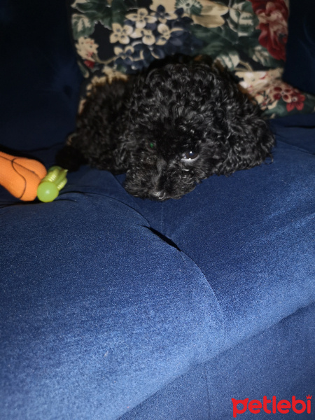 Poodle (Minyatür Kaniş), Köpek  Zoi fotoğrafı