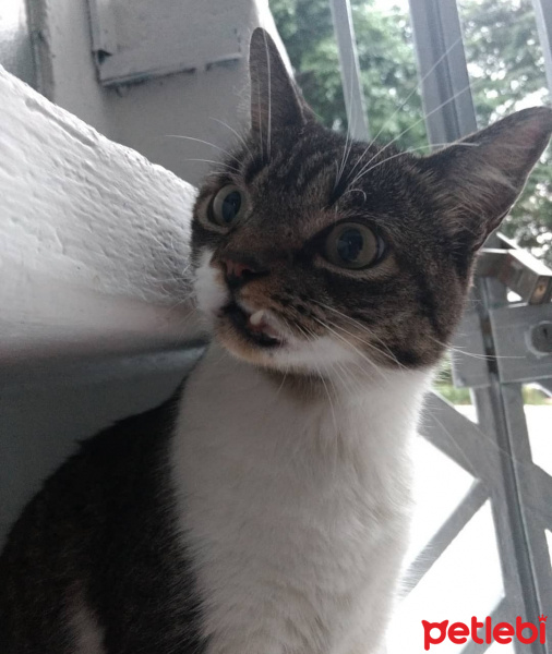 Tekir Kedi, Kedi  Tırmık fotoğrafı