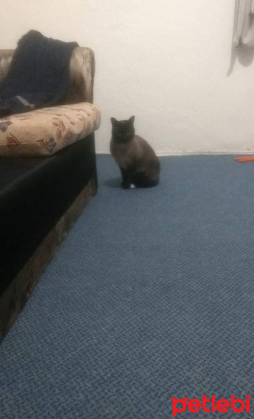Siyam Kedisi, Kedi  Çiko fotoğrafı