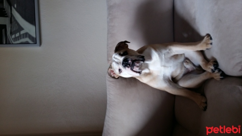 İngiliz Bulldog, Köpek  Somon fotoğrafı