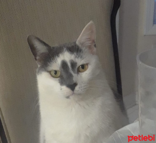 Tekir Kedi, Kedi  Koko fotoğrafı