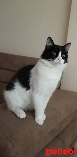 Tuxedo (Smokin) Kedi, Kedi  Püskül fotoğrafı