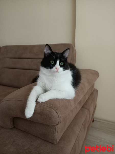 Tuxedo (Smokin) Kedi, Kedi  Püskül fotoğrafı