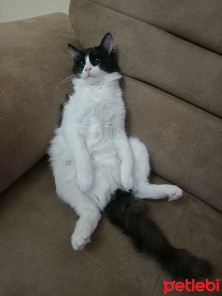 Tuxedo (Smokin) Kedi, Kedi  Püskül fotoğrafı