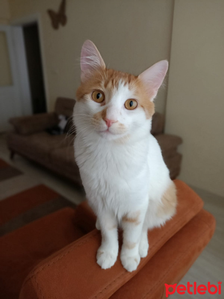 Sarman, Kedi  Kavun fotoğrafı