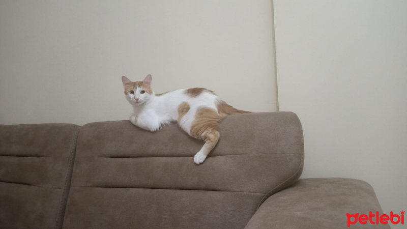 Sarman, Kedi  Kavun fotoğrafı