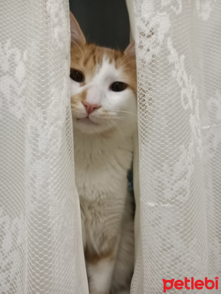 Sarman, Kedi  Kavun fotoğrafı