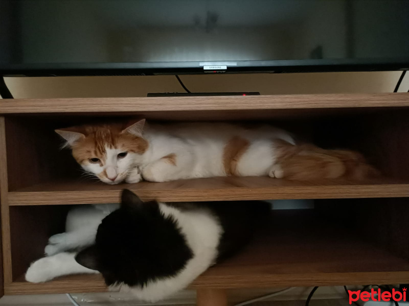 Sarman, Kedi  Kavun fotoğrafı