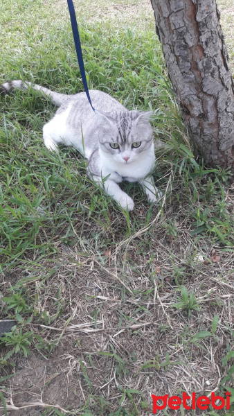 İran Kedisi (Persian), Kedi  Melo fotoğrafı