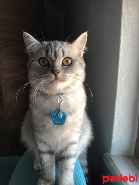 British Shorthair, Kedi  Mars fotoğrafı