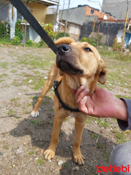 Kangal, Köpek  MİA fotoğrafı