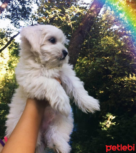 Maltese, Köpek  Lili fotoğrafı