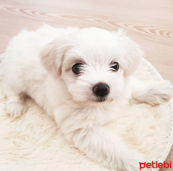 Maltese, Köpek  Lili fotoğrafı