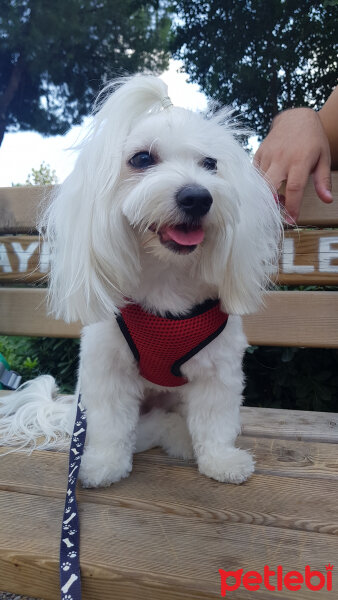 Maltese, Köpek  Lili fotoğrafı