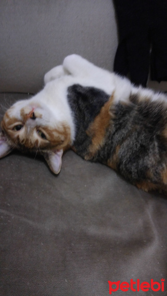 Tekir Kedi, Kedi  Ahlat fotoğrafı