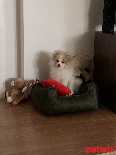 Pomeranyalı, Köpek  şanslı fotoğrafı