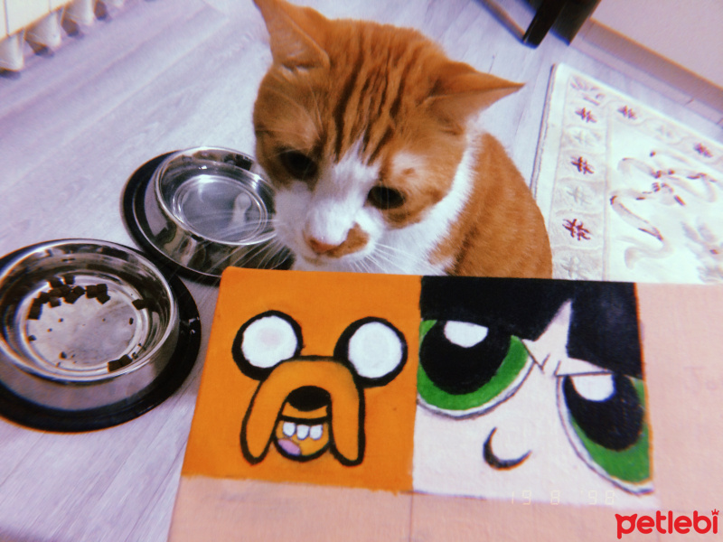 Sarman, Kedi  Pamuk fotoğrafı