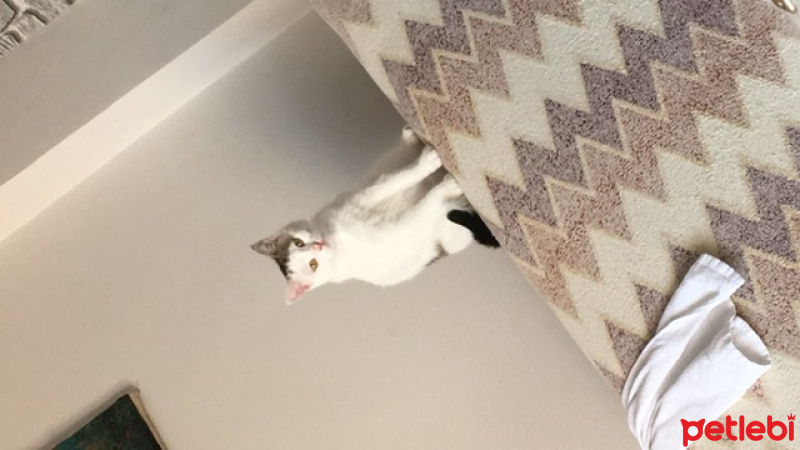 Tekir Kedi, Kedi  Beyaz fotoğrafı