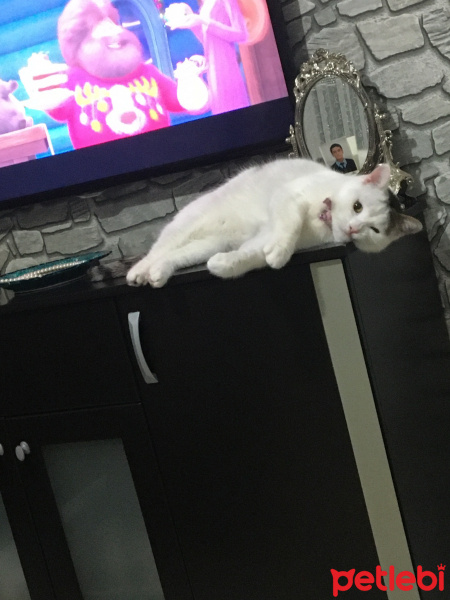 Tekir Kedi, Kedi  Beyaz fotoğrafı