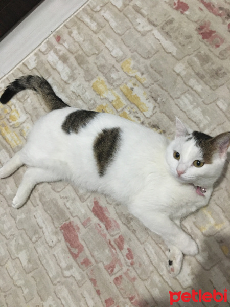 Tekir Kedi, Kedi  Beyaz fotoğrafı