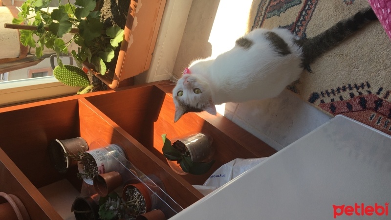Tekir Kedi, Kedi  Beyaz fotoğrafı